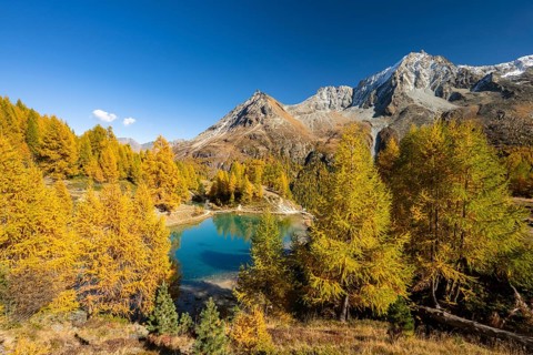 Lac Bleu with autumnal larches, Evolene, Val d'Herens, Canton of Valais, Switzerland