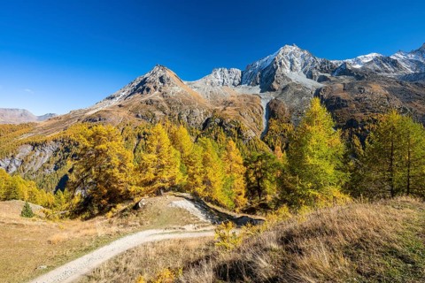Autumn larches with mountain views, Evolene, Val d'Herens, Canton of Valais, Switzerland
