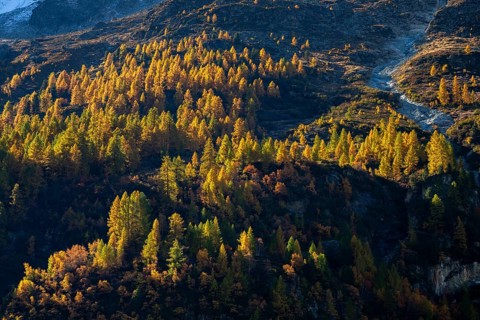 Autumn larches on a mountainside, Val d'Herens, Canton of Valais, Switzerland