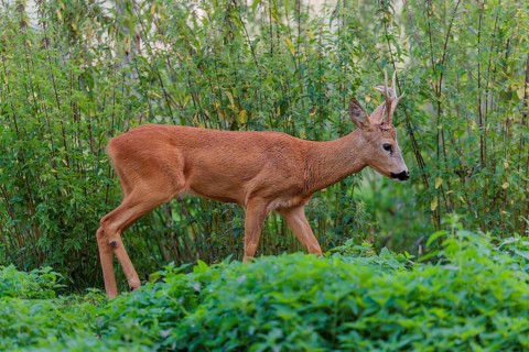 A roe buck (Capreolus capreolus) crosses a nettle thicket. Bavaria, Germany