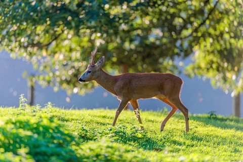 A roe buck (Capreolus capreolus) walks across a green meadow with trees on a sunny day. Bavaria,