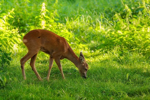 A roe deer (Capreolus capreolus) grazes next to a nettle bush on a sunny morning. Bavaria, Germany