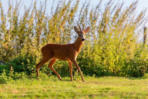 A roe buck (Capreolus capreolus) stands next to a nettle thicket on a sunny morning. Bavaria,