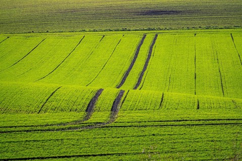 Traces of tractors in a freshly tilled field, first growth of winter grain, near Ratingen, North