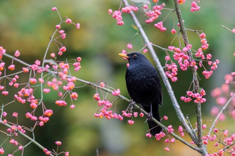 A common blackbird (Turdus merula) sits in a European spindle tree (Euonymus europaeus), and eats