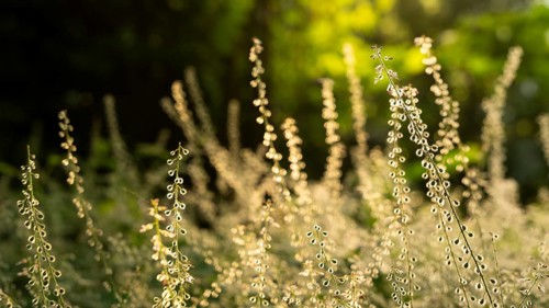 Large witchweed (Circaea lutetiana), faded inflorescences with fruit, backlight at the golden hour