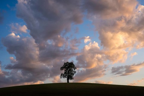 A solitary pear tree in a field, evening, sunset, eye-catching cloudy sky. Rhein-Neckar District,