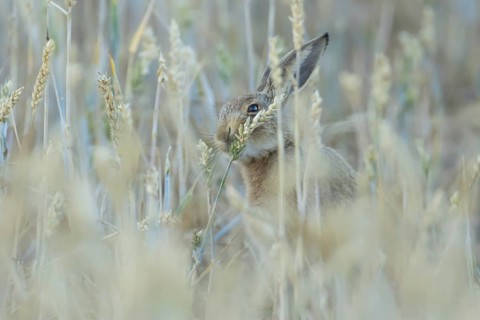 European brown hare (Lepus europaeus) adult animal eating a wheat plant sheath in a farmland field