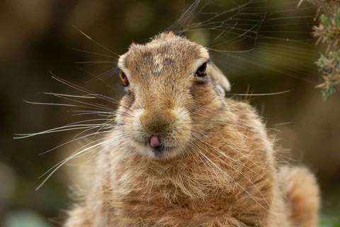 European brown hare (Lepus europaeus) adult animal showing humour or funny behaviour sticking its