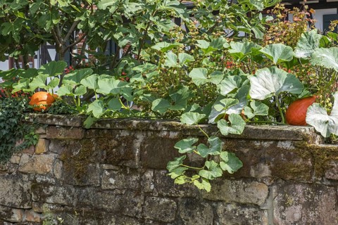 Pumpkin plant growing over a sandstone wall, Hohwiller, German Hohweiler, Alsace, France