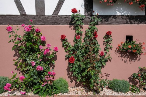 Blooming roses in front of a half-timbered house wall with pink and red rose bushes, Hohwiller, in