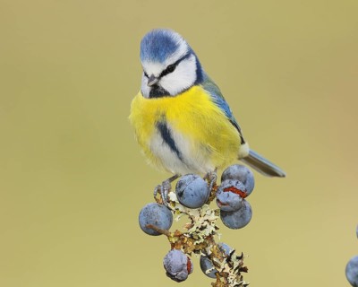 Blue tit (Parus caeruleus) sitting on lichen-covered sloes (Prunus spinosa) branch, wildlife,