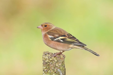 Chaffinch (Fringilla coelebs), adult male sitting on a stone in the garden, winter dress, wildlife,