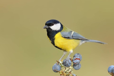 Great tit (Parus major), male sitting on lichen-covered sloes (Prunus spinosa) branch, wildlife,