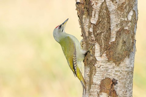 Grey woodpecker (Picus canus), male on a birch tree, wildlife, woodpeckers, nature photography,