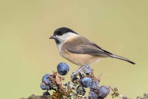 Willow tit (Parus montanus) sitting on lichen-covered sloes (Prunus spinosa) branch, wildlife,