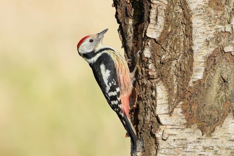 Middle woodpecker (Dendrocopos medius), on a birch tree, wildlife, woodpeckers, nature photography,