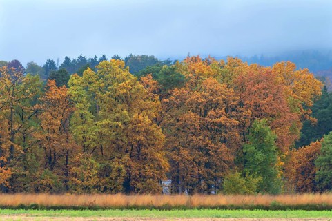 Mixed forest in autumn colors on a rainy day, Eckental, Middle Franconia, Bavaria, Germany