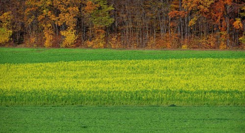 Field with blooming field mustard (Sinapis arvensis), behind mixed forest in autumn colors,