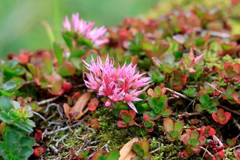 Caucasus stonecrop (Sedum spurium, Phedimus spurius), autumn, Germany