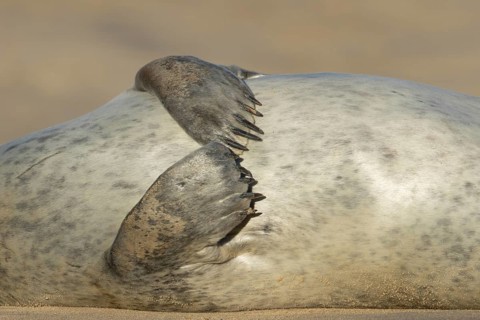 Common seal (Phoca vitulina) adult animal resting on a beach close up of its front flippers