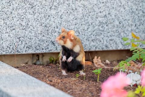 A European hamster (Cricetus cricetus) runs across graves in search for food. Vienna, Austria