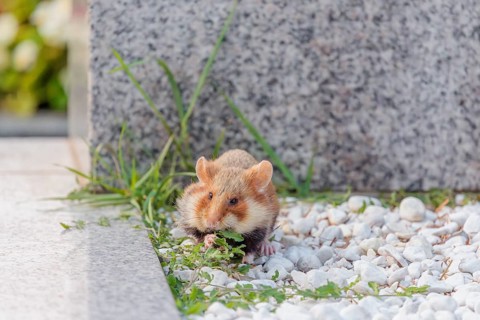 A European hamster (Cricetus cricetus) forages for food on a grave. Vienna, Austria