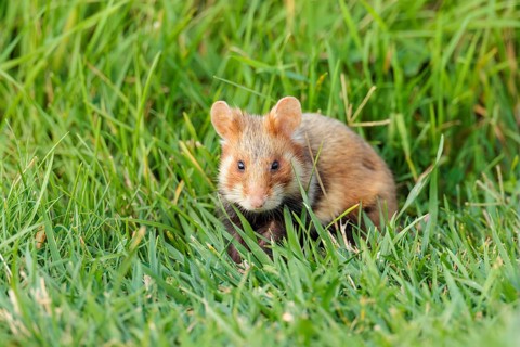 A European hamster (Cricetus cricetus) forages for food on green grass. Vienna, Austria