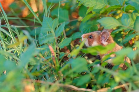 A European hamster (Cricetus cricetus) sits well hidden by leaves on a decorated grave in its