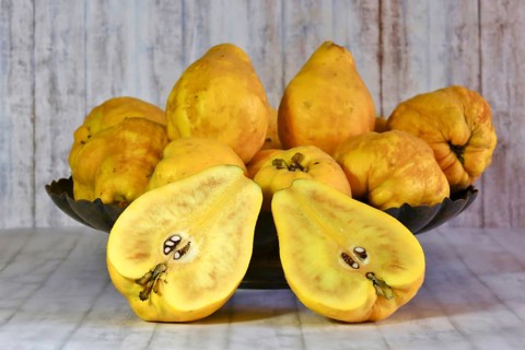 Picturesque still life with quinces, autumn, Germany
