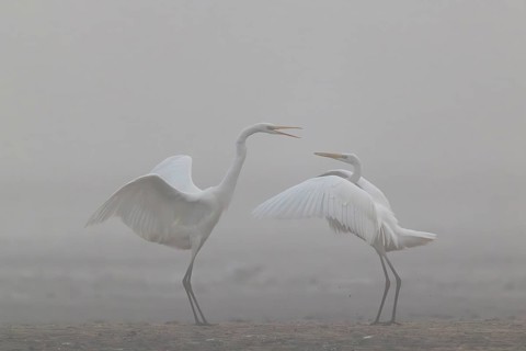 Great Egret, (Egretta alba), Warring Great Egret in the Mist, Lasitz, Saxony, Germany