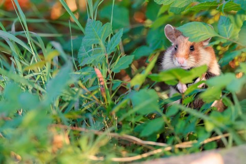 A European hamster (Cricetus cricetus) sits well hidden by leaves on a decorated grave in its