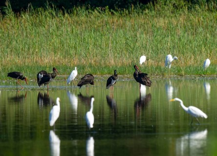 Black storks (Ciconia nigra) and great egret (Ardea alba) in the shallow water zone of a pond,