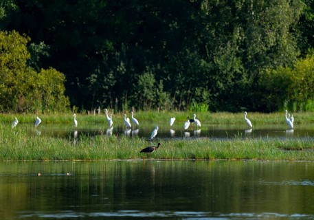 Black stork (Ciconia nigra) and great egret (Ardea alba) in the shallow water zone of a pond, Lower