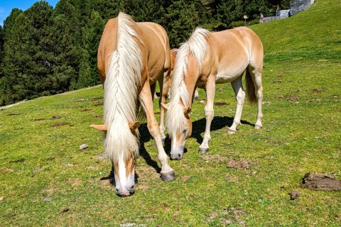 Free-grazing horses on an alpine pasture near the Acherkogel in the Stubai Alps in Hochoetz, Ötz,