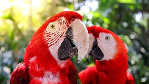 Red and white jungle macaw parrot with open beak friendly staring at camera