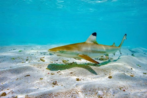 Juvenile young blacktip reef shark (Carcharhinus melanopterus) swims across sand in shallow lagoon