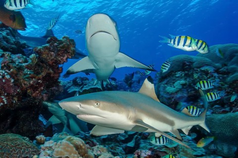 Down in the foreground blacktip reef shark (Carcharhinus melanopterus) blacktip reef shark shark