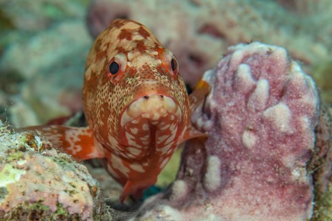 Juvelie's specimen of leopard grouper (Cephalopholis leopardus) sits supported between two small