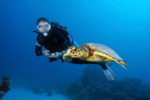 Diver viewed at close range swimming next to hawksbill turtle (Eretmochelys imbricata) in coral