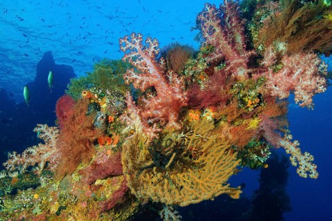 Different coral species colorful intact colorful healthy soft corals (Dendrnephthya) and horn