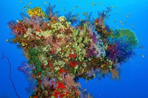 Colorful coral block Erg in the shape of like a tree with various types of colorful intact colorful