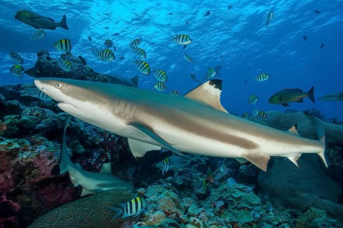 Blacktip reef shark Blacktip reef shark (Carcharhinus melanopterus) Blacktip rffshark shark swims