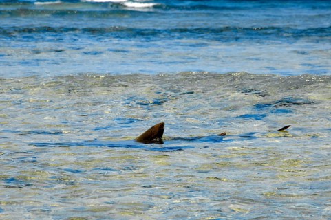 Fin dorsal fin of Atlantic nurse shark (Ginglymostoma cirratum) sticking out of the water can be