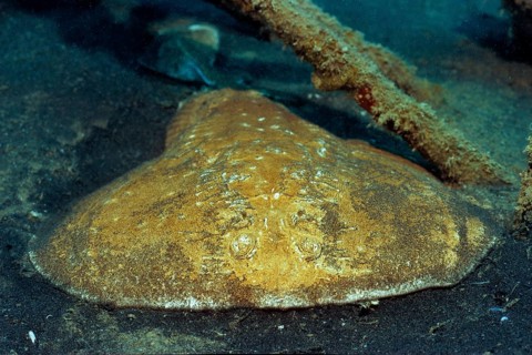 Electric bow forehead shivering ray (Torpedo panthera) Bow forehead torpedo ray Panther torpedo ray