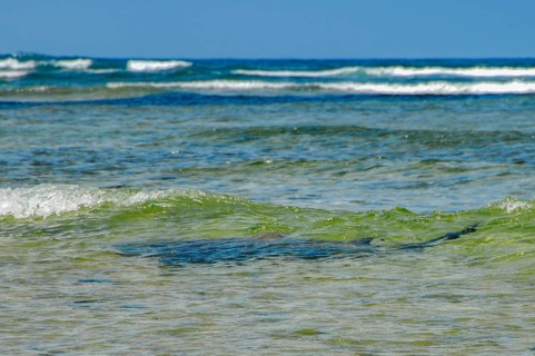 View from shore of silhouette of Atlantic nurse shark (Ginglymostoma cirratum) is seen swimming