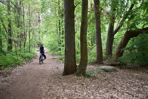 Female cyclist in the beech forest of Jasmund National Park on Rügen, Mecklenburg-Western