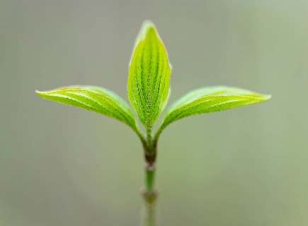 Red dogwood (Cornus sanguinea), young leaves, fresh leaf shoots, Lower Saxony, Germany