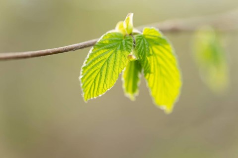 Common hazel (Corylus avellana), young leaves, fresh leaf shoots, Lower Saxony, Germany