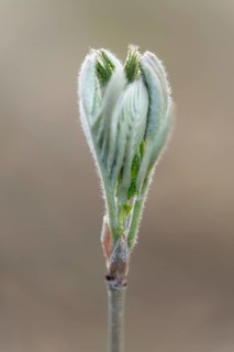 Rowan, mountain ash (Sorbus aucuparia), young leaves, fresh leaf shoots, Lower Saxony, Germany